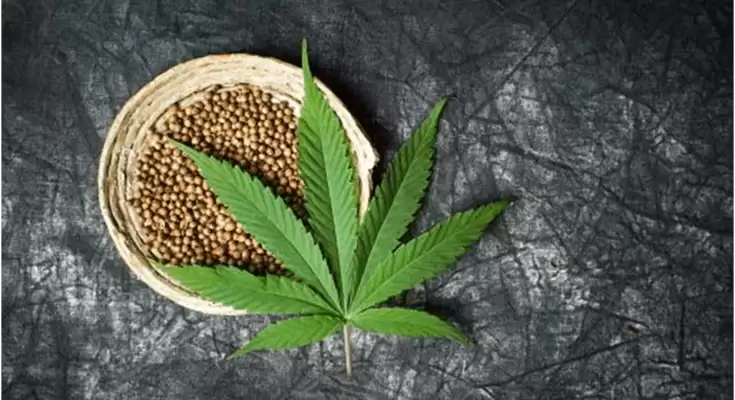 6 Amazing Benefits of Marijuana Seeds