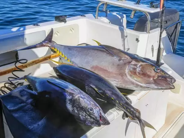 7 Ideas for Making the Most of Deep Sea Reef and Game Fishing Charter