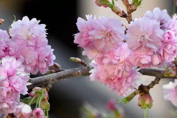 A Comprehensive Guide to Tibetan Cherry Tree