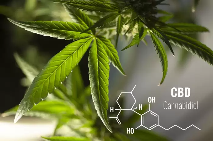 What Is The Difference Between THC and CBD?