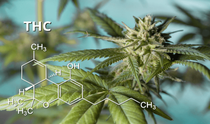 What Is The Difference Between THC and CBD?